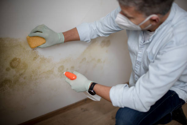 Best Mold Removal and Inspection  in Kentwood, LA