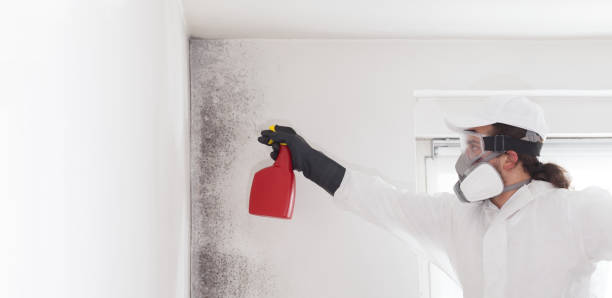 Best Attic Mold Removal  in Kentwood, LA