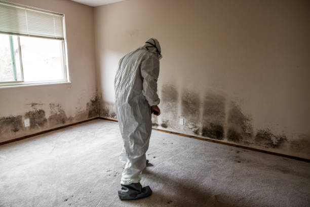 Best Toxic Mold Removal  in Kentwood, LA