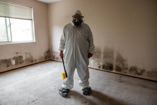 Trusted Kentwood, LA Mold Removal Experts