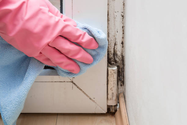 Best Local Mold Removal Service  in Kentwood, LA