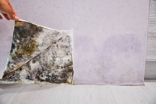 Best Attic Mold Removal  in Kentwood, LA